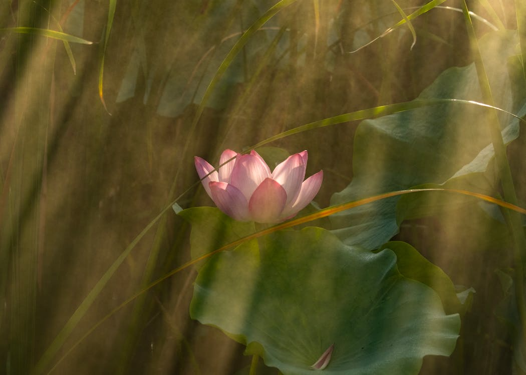 Lotus flower